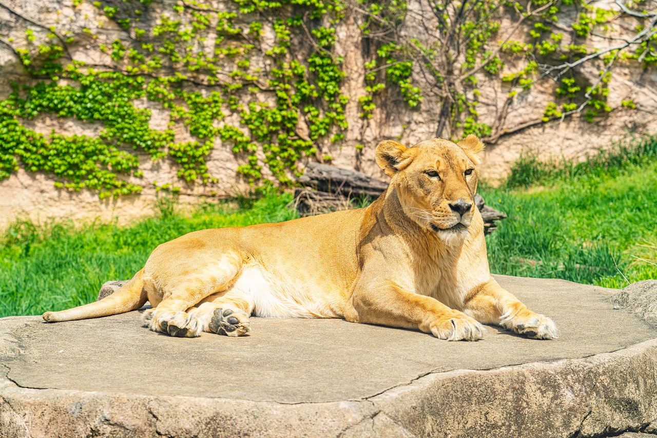 岩の上に座っている雌ライオンの写真