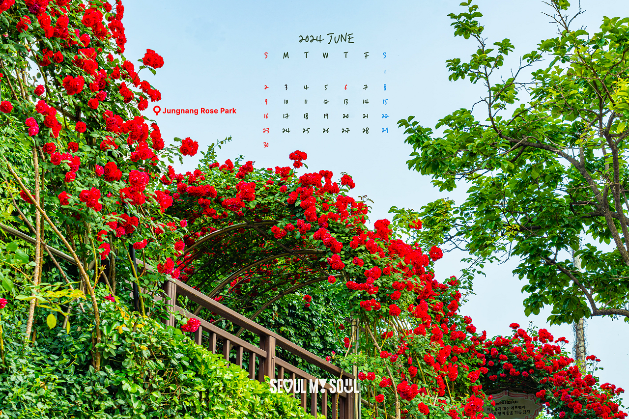 中浪バラ公園の赤いバラアーチを背景にしたカレンダー画像