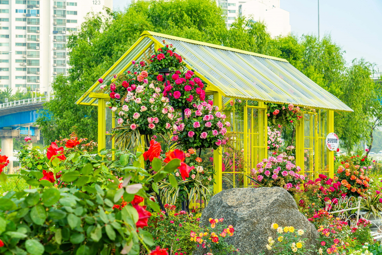中浪バラ公園の黄色い温室を囲むピンクと赤色のバラの写真