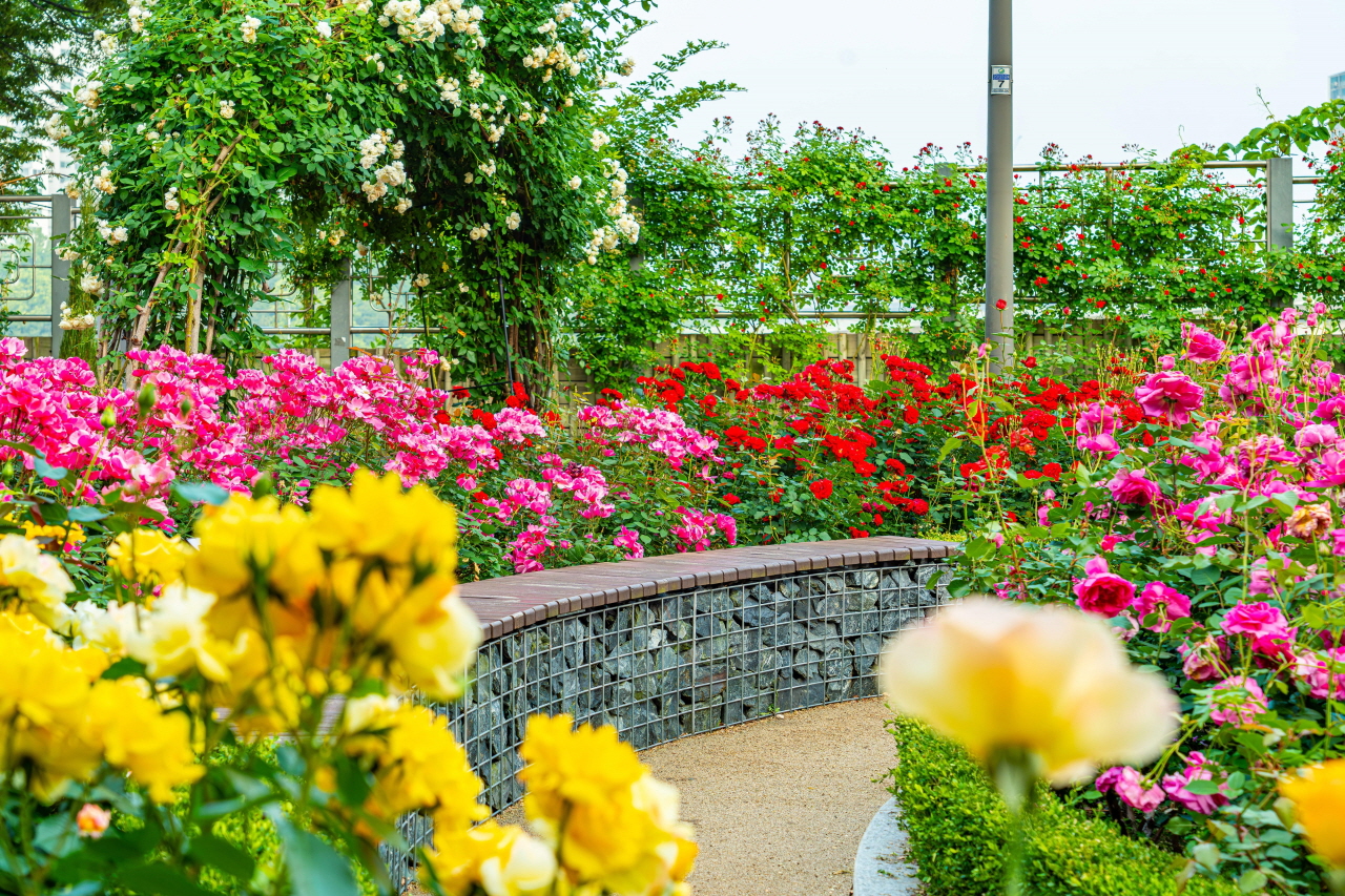 中浪バラ公園のバラの花畑の中のベンチ写真