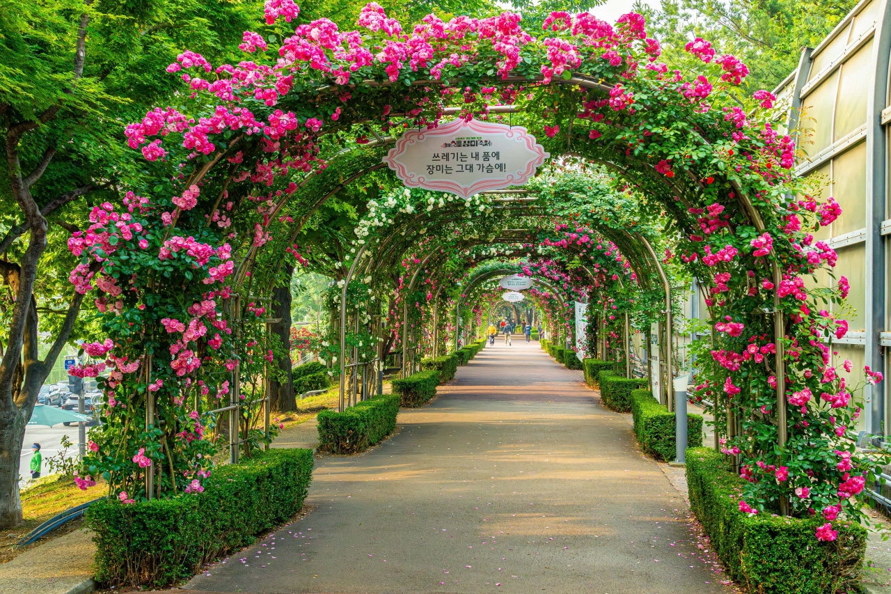 中浪バラ公園のピンクのバラアーチで飾られた遊歩道の写真