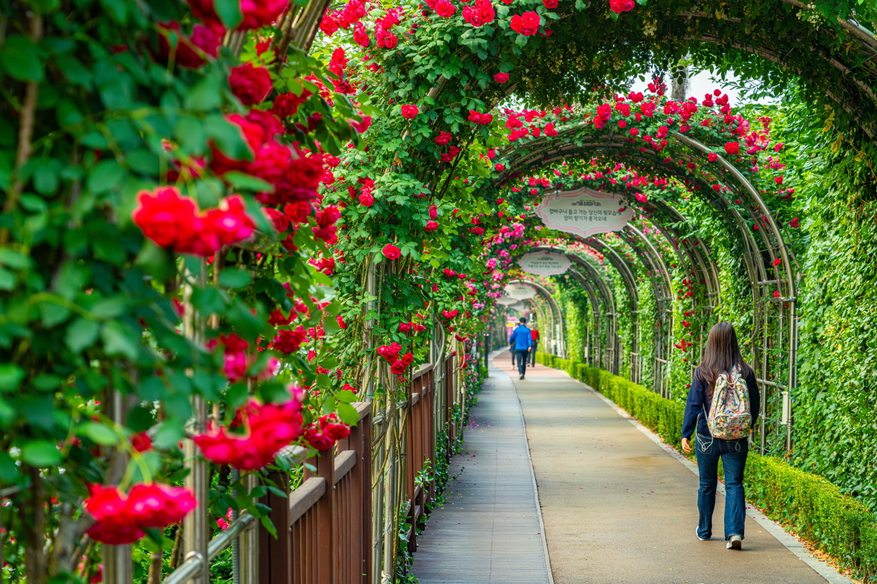 中浪バラ公園の赤いバラアーチで飾られた遊歩道の写真