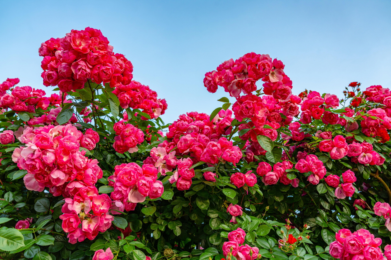 青空を背景にした濃いピンクのバラのつるの写真