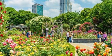 (6月) チュンナン(中浪)バラ公園