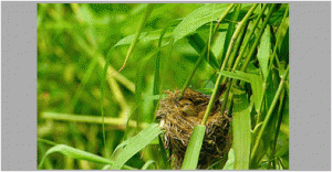 Acrocephalus arundinaceus orientalis (Eastern great reed warblers)