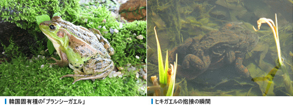 韓国固有種の「プランシーガエル」, ヒキガエルの抱接の瞬間