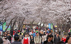 ソウルの春の花道１００選