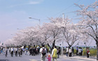 ソウル全域で多彩な春の祭りが盛りだくさん！
