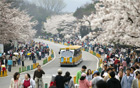 今年最後の春の花ビッグフェスティバル、ソウル動物園で開催。