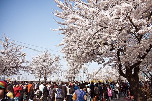 漢江・汝矣島春の花祭り